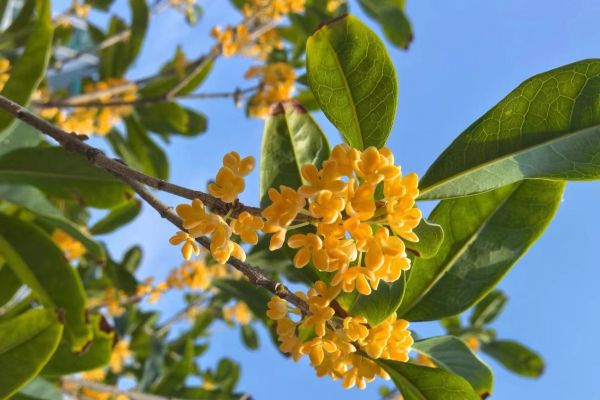 1729215018487577.jpg 桂花圖1.jpg